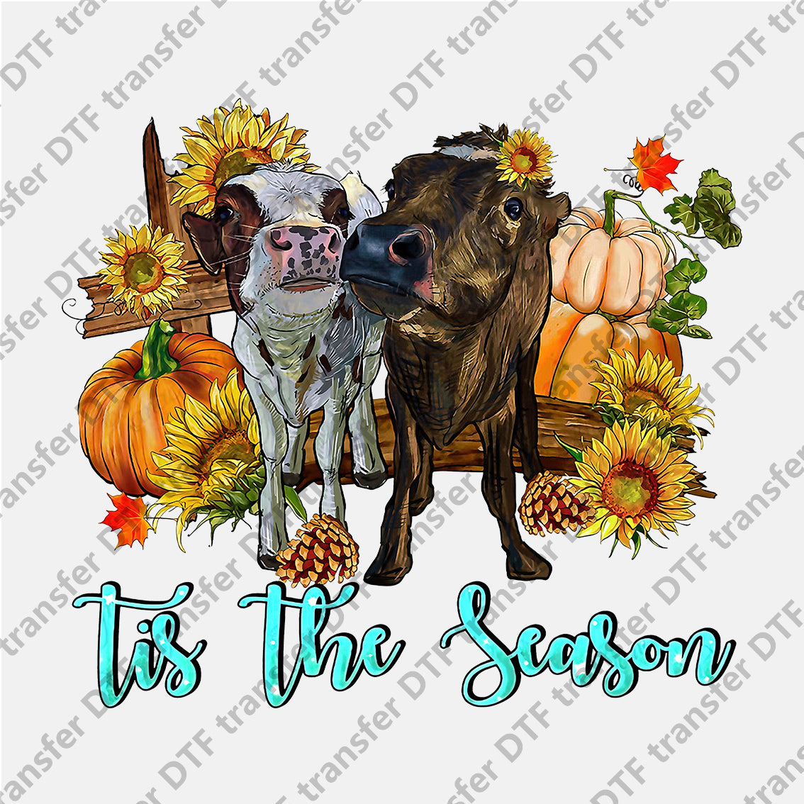 Tis The Season Pumpkin Two Bulls Animal DTF transfers CHA.004